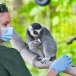 Wildlife Biologist