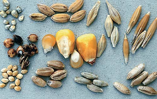 Iron-Fortified Cereals and Grains